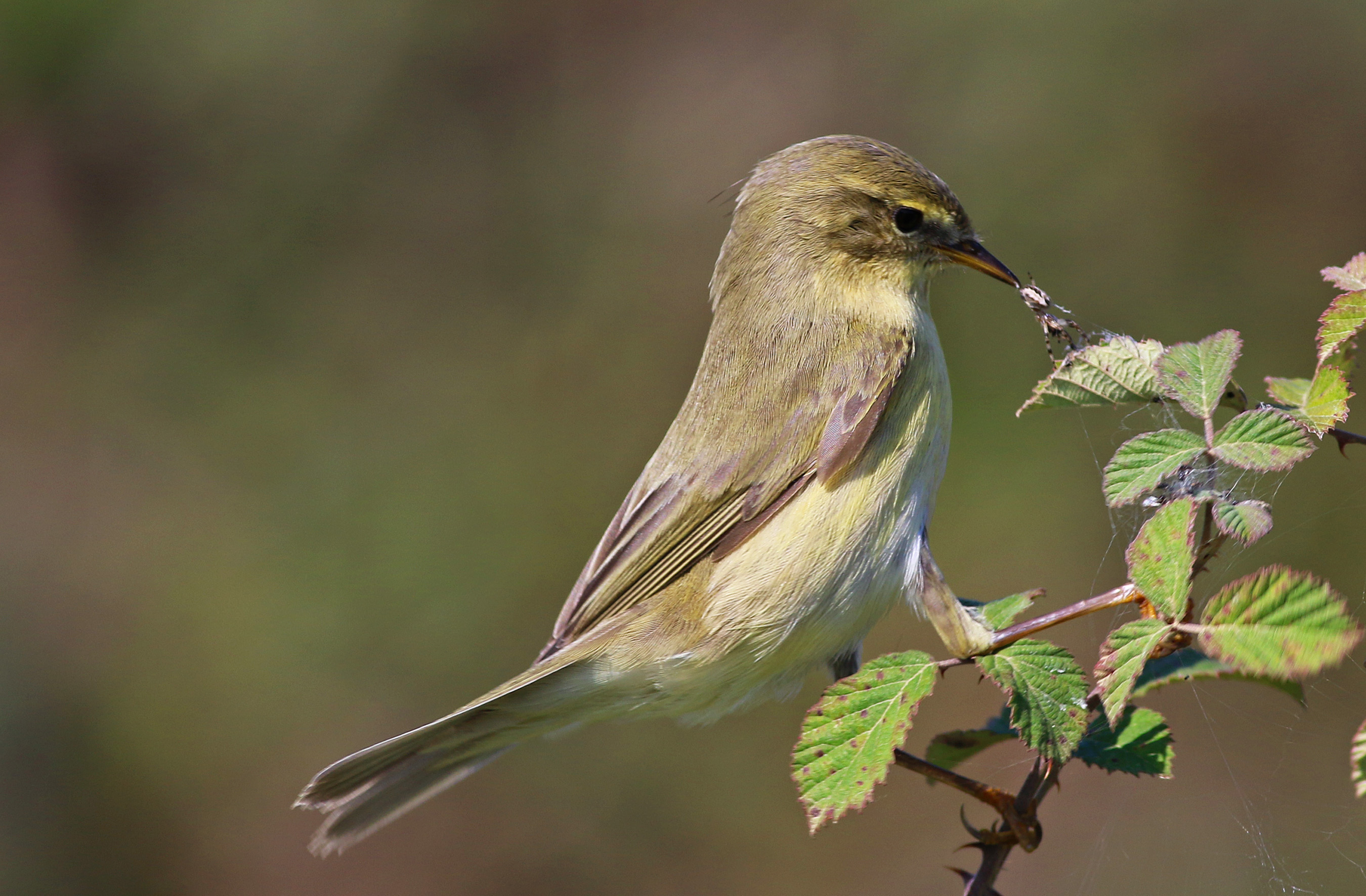 Willow Warbler